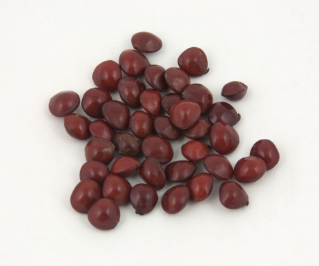40 Saga Merah Seeds